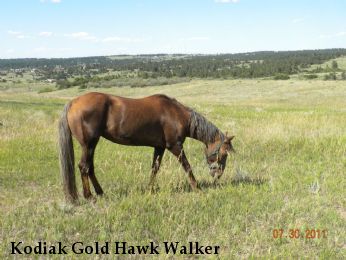 Kodiak Gold Hawk Walker